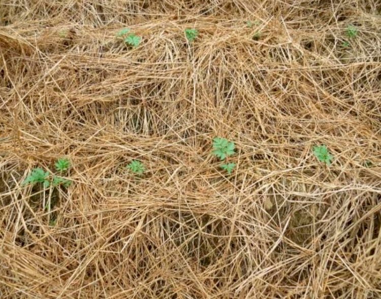 Manejo da resiliência no Sistema Plantio Direto