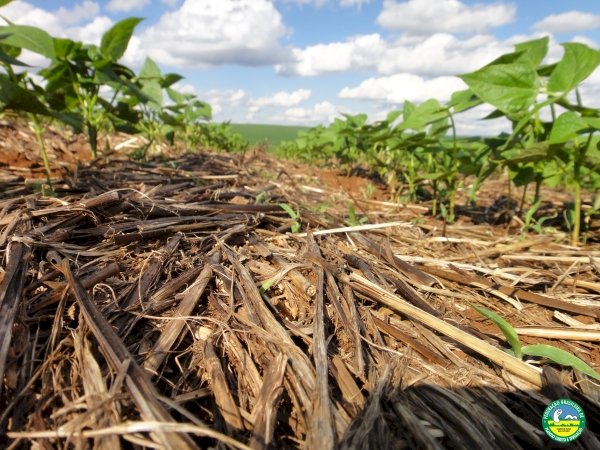 Agricultura regenerativa a partir do  Sistema Plantio Direto