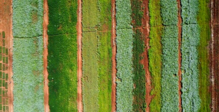 Estudo analisa benefícios das plantas de cobertura para o cultivo do milho